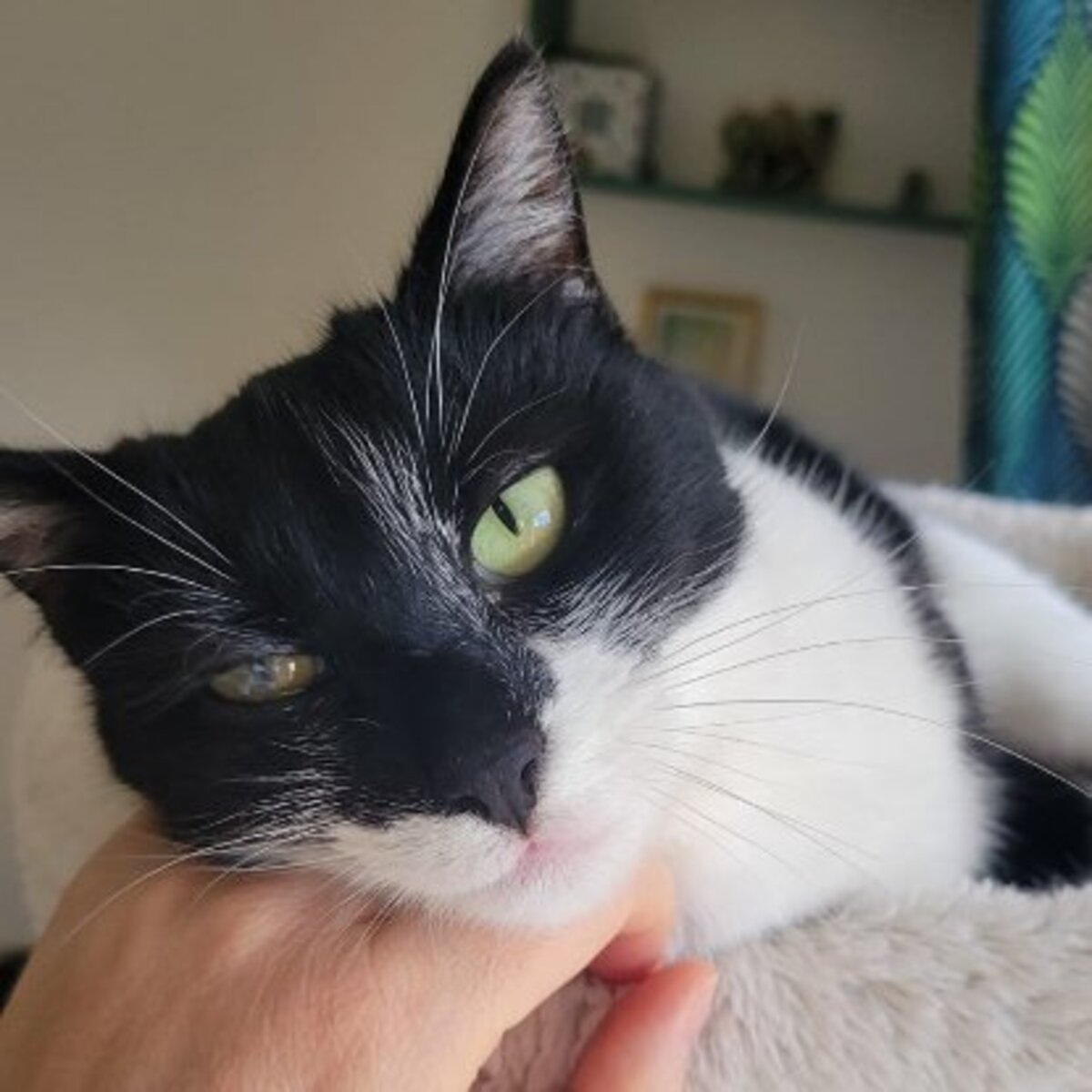Adoption Oréa