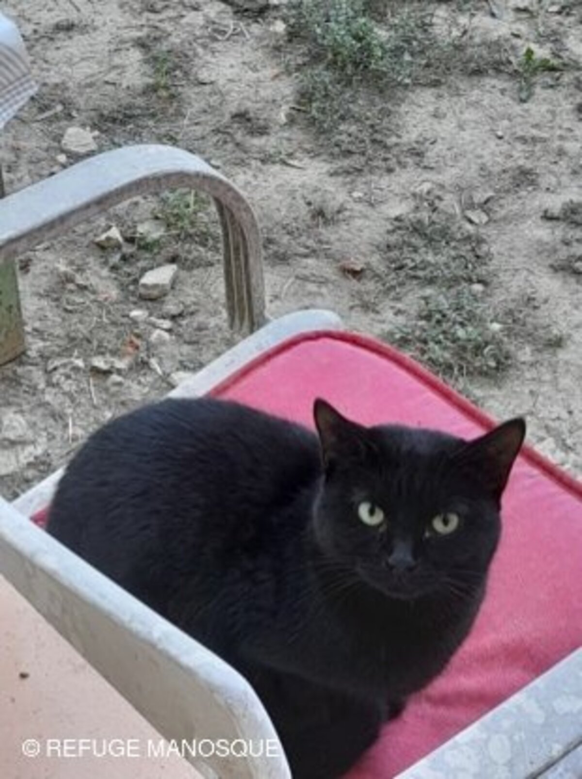 Adoption Orea