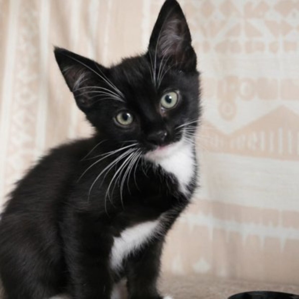 Adoption Oreo