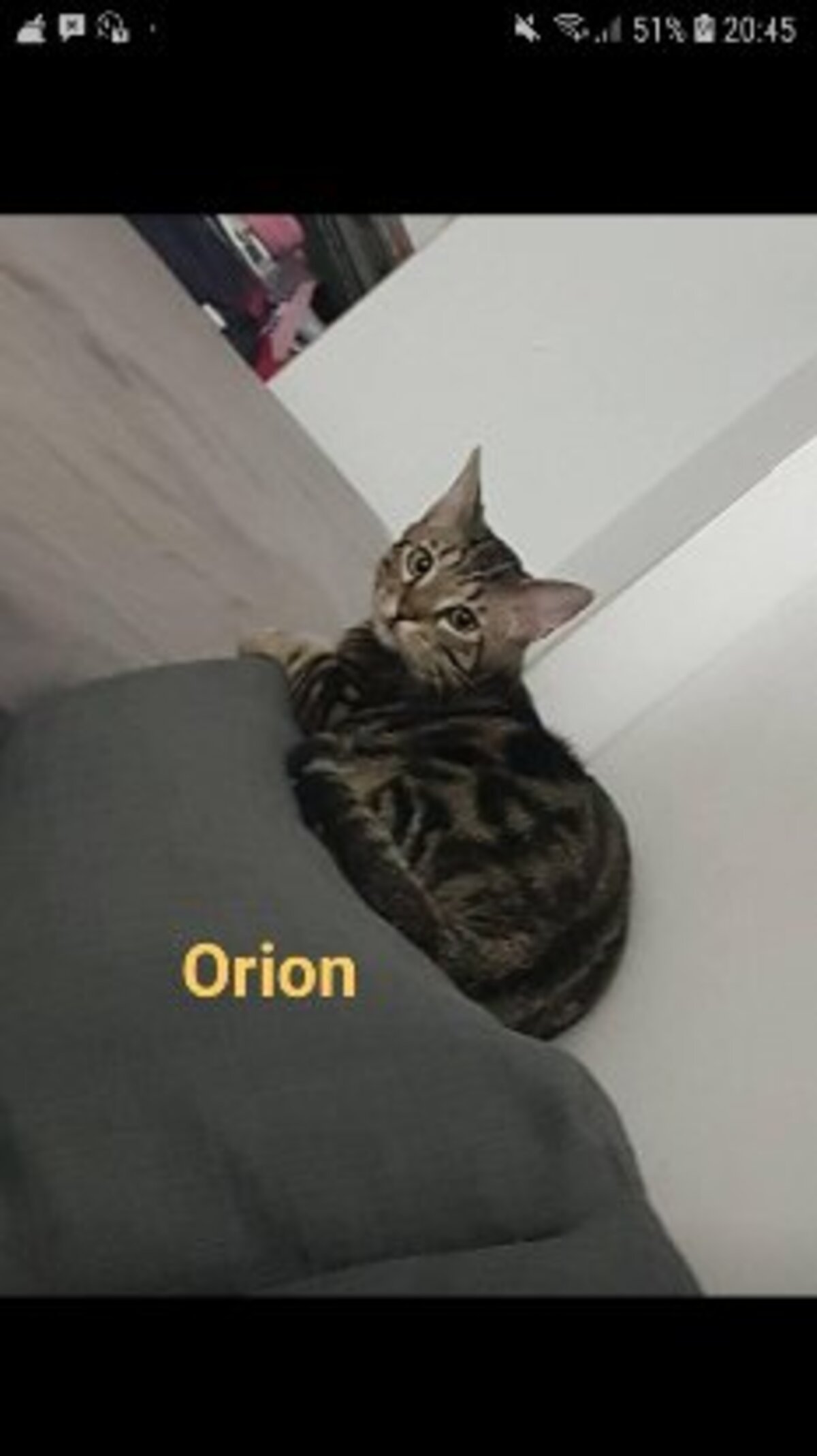 Adoption Orion