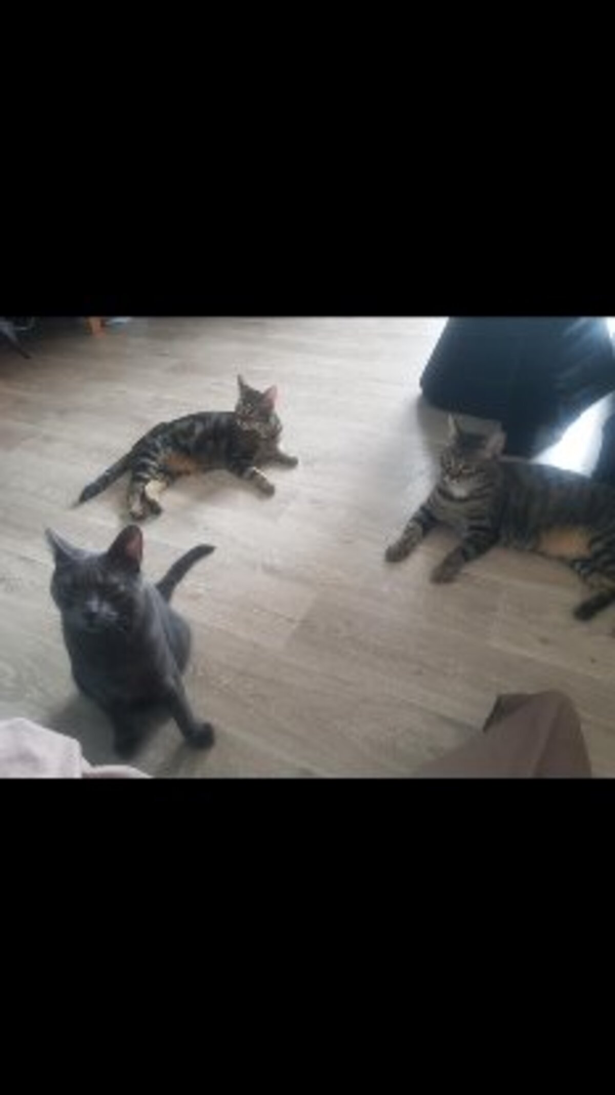Adoption Orion