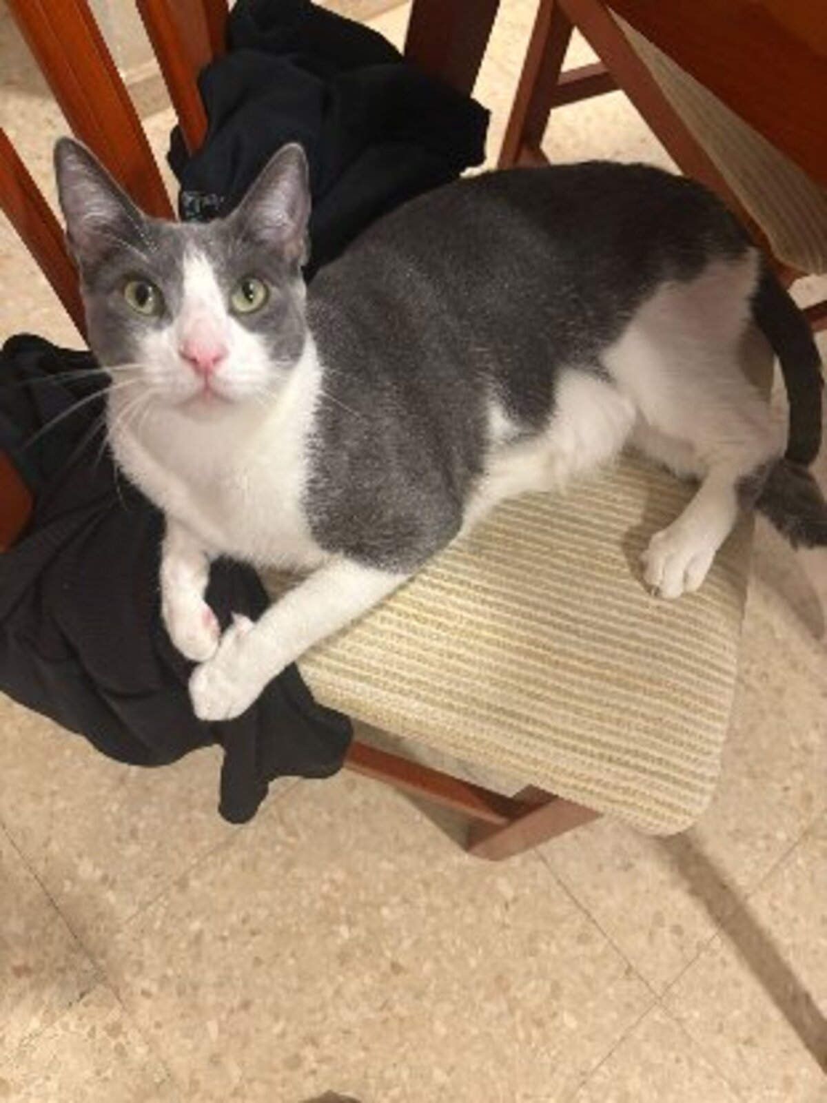 Adoption Orion