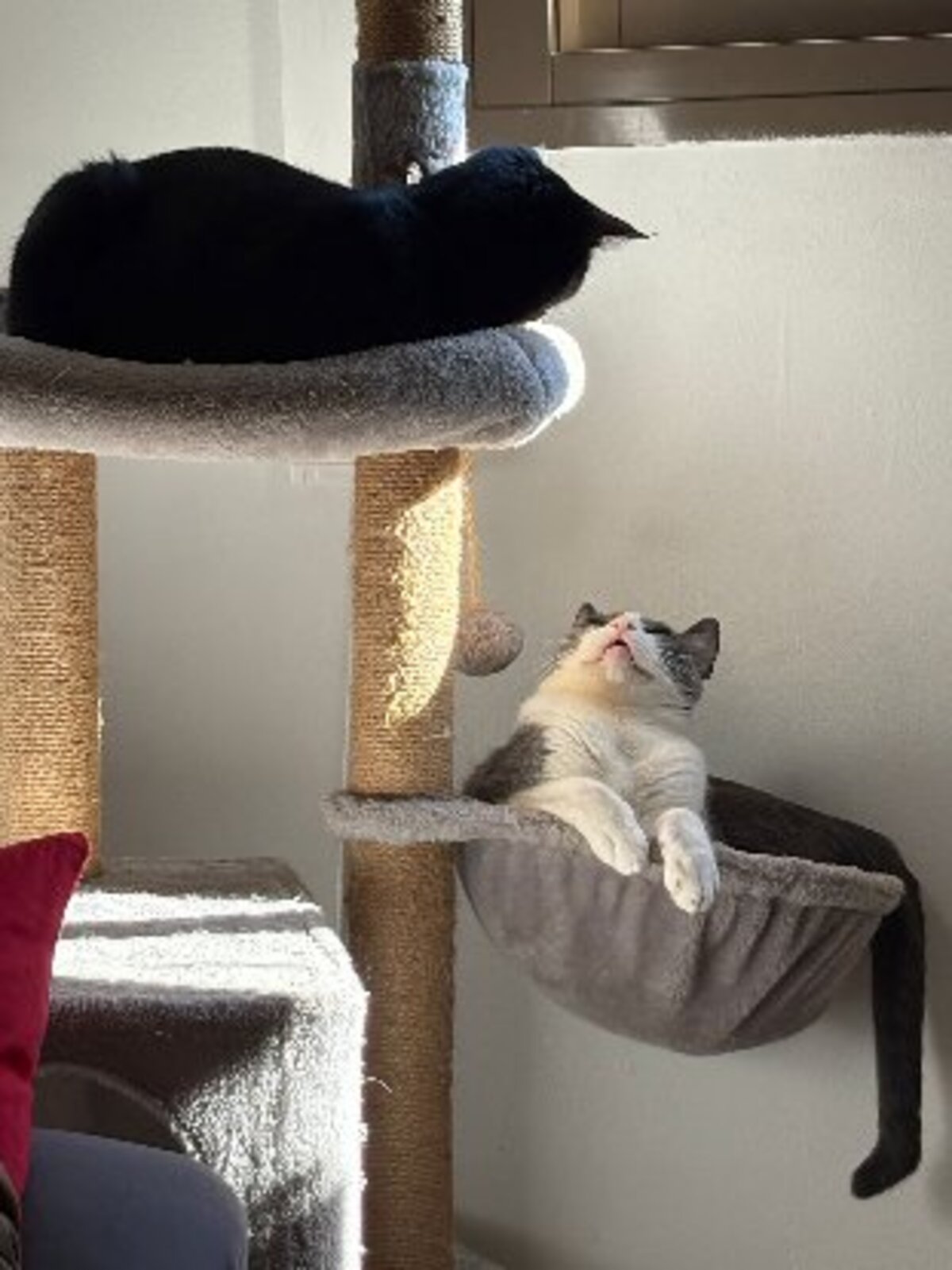 Adoption Orion
