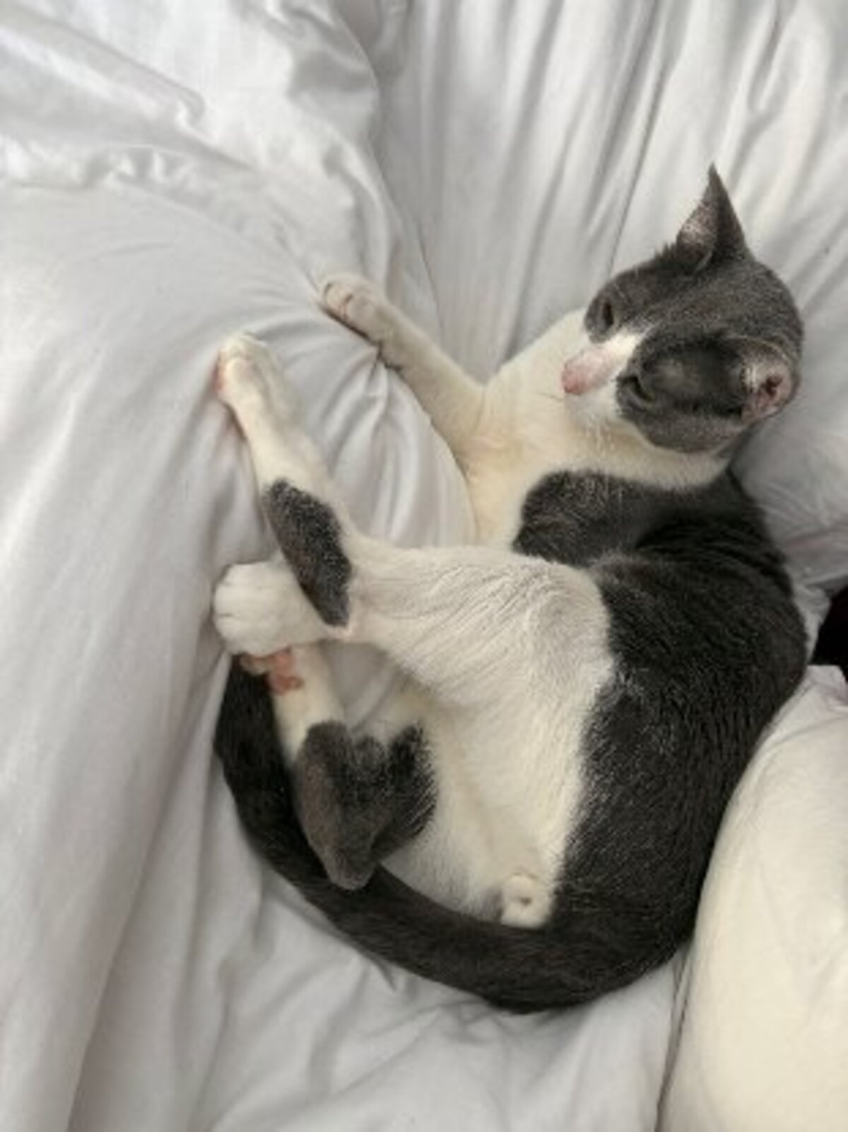 Adoption Orion