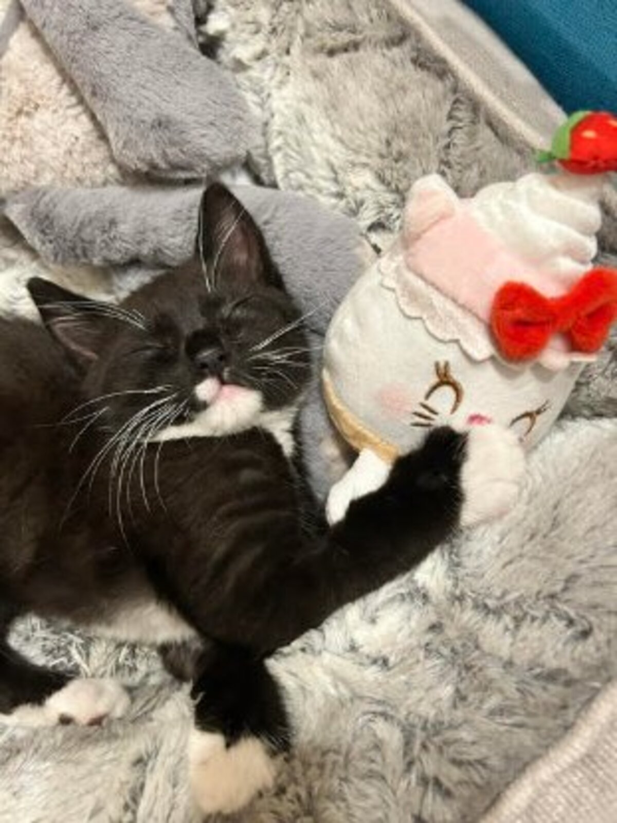 Adoption Orion
