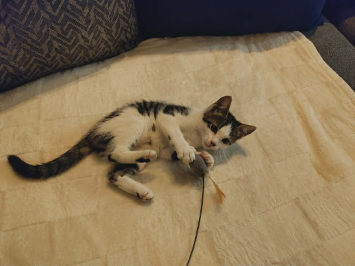 Adoption Orion