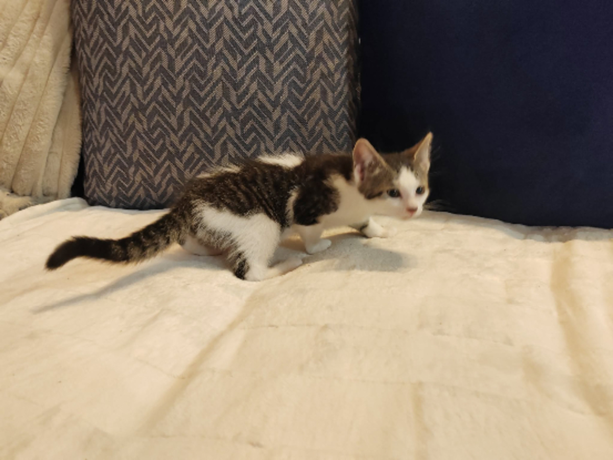 Adoption Orion
