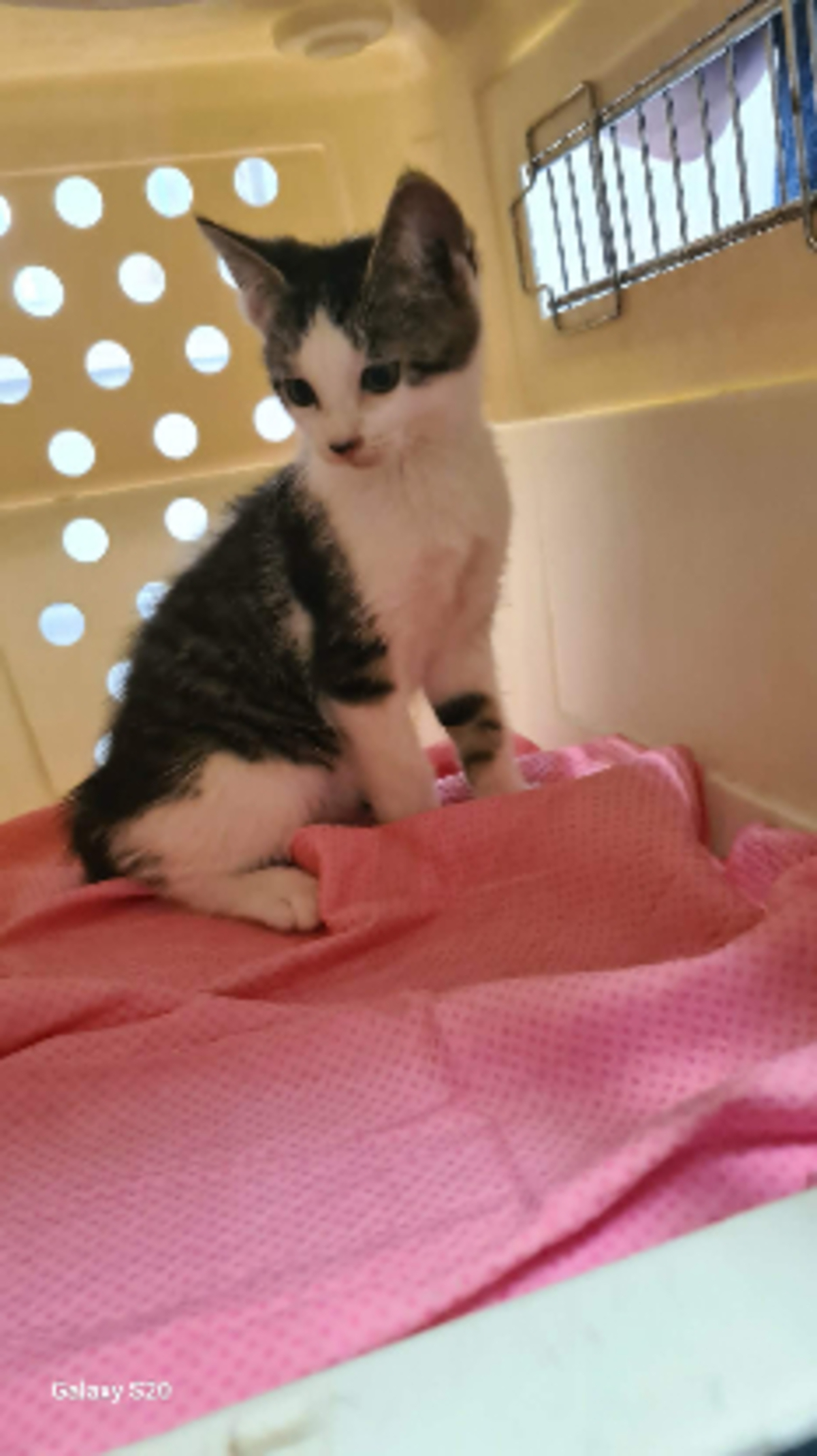 Adoption Orion