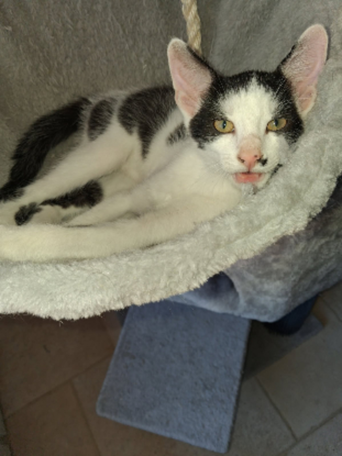 Adoption Orso