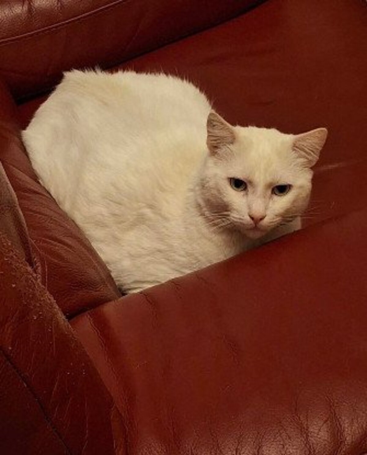 Adoption Oscar