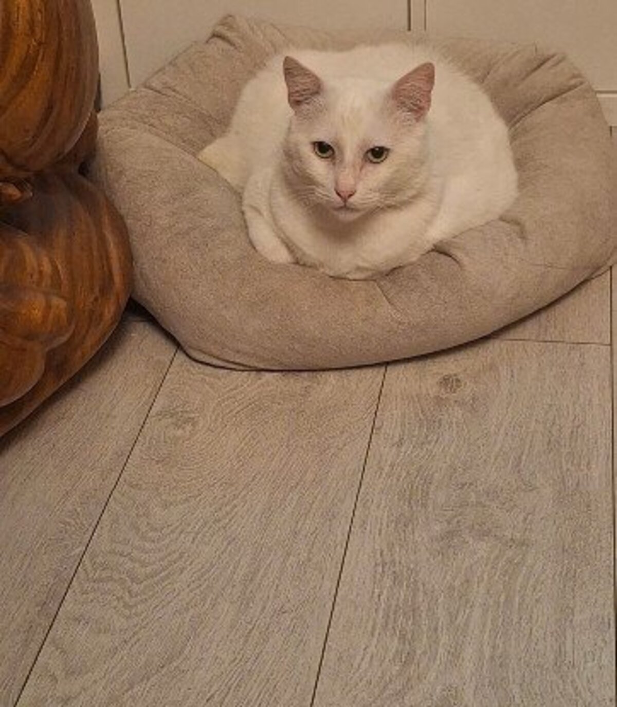Adoption Oscar