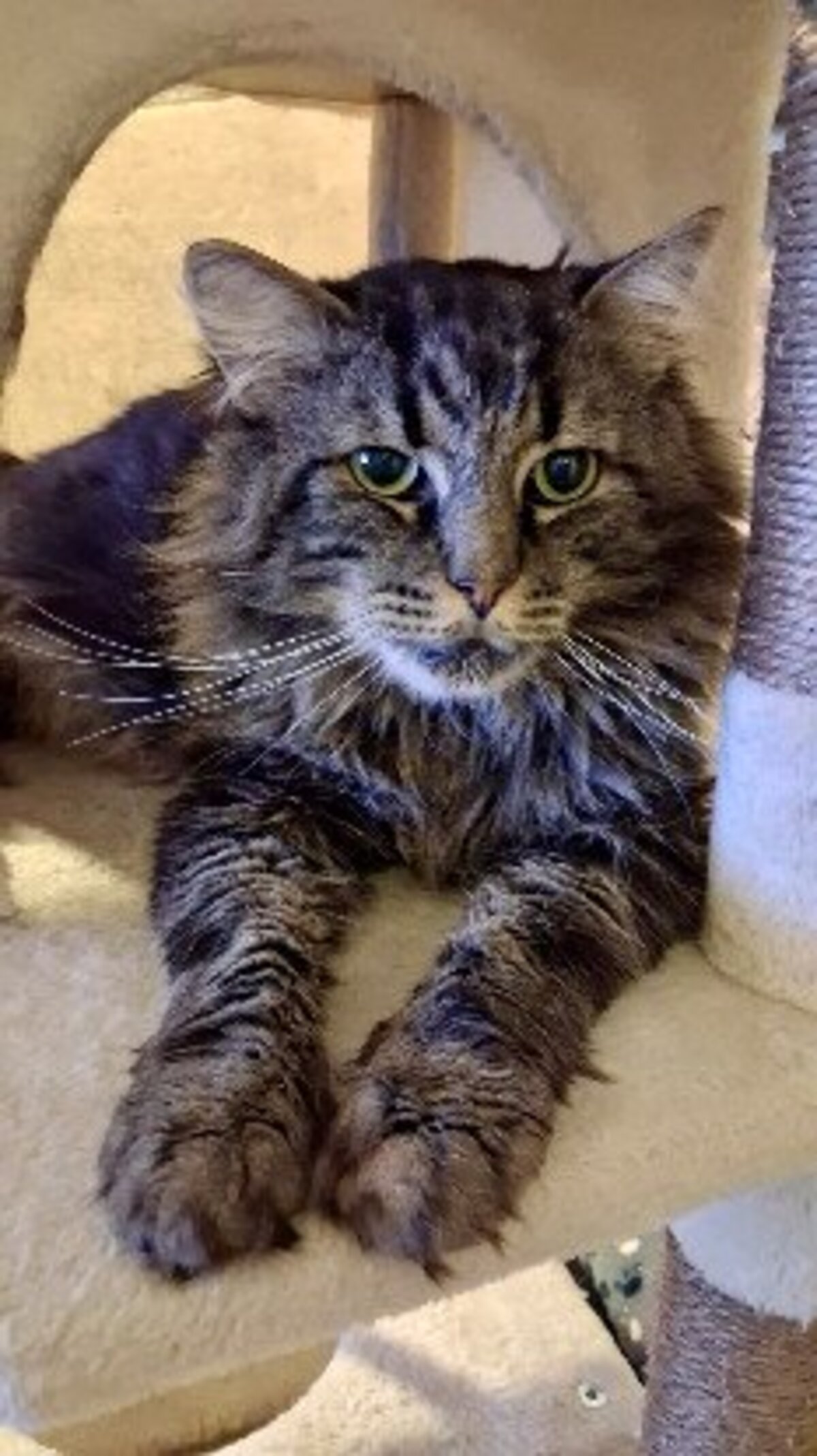 Adoption Oscar