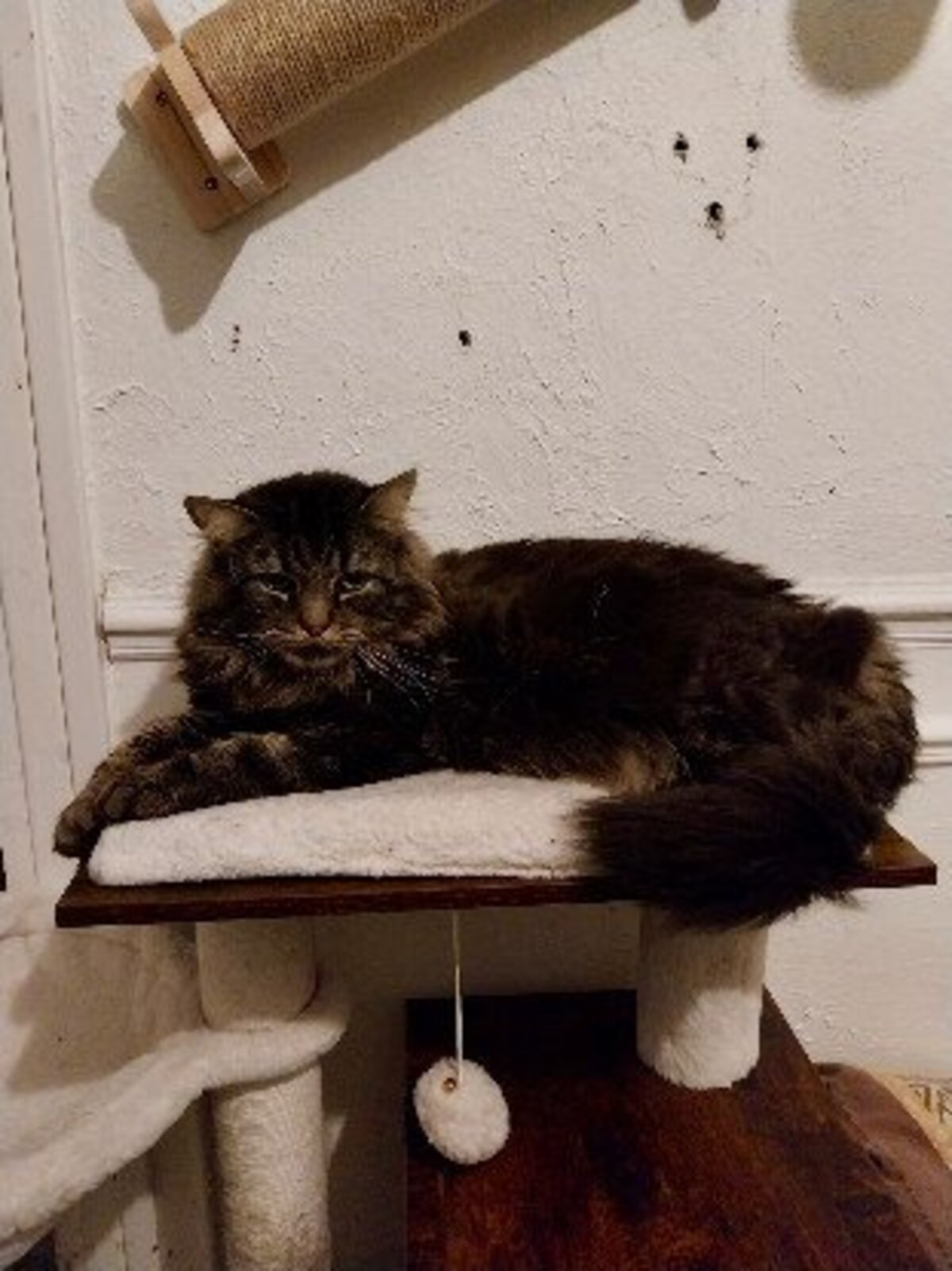 Adoption Oscar