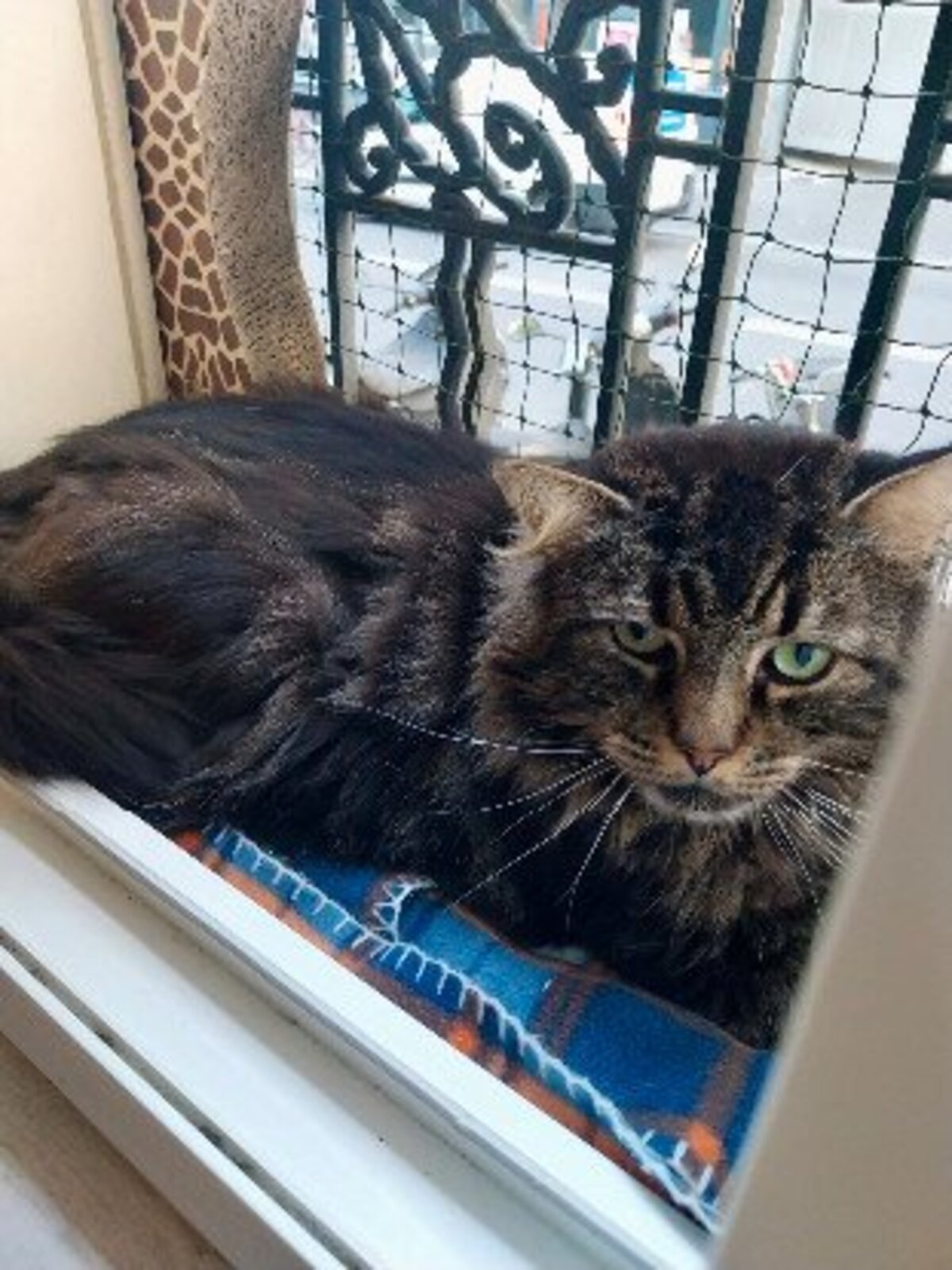 Adoption Oscar