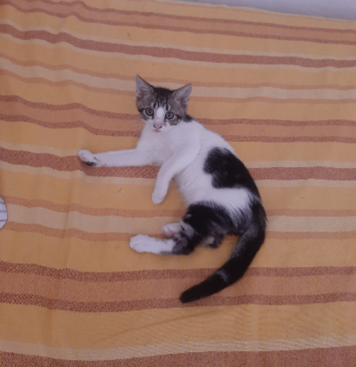 Adoption Oscar