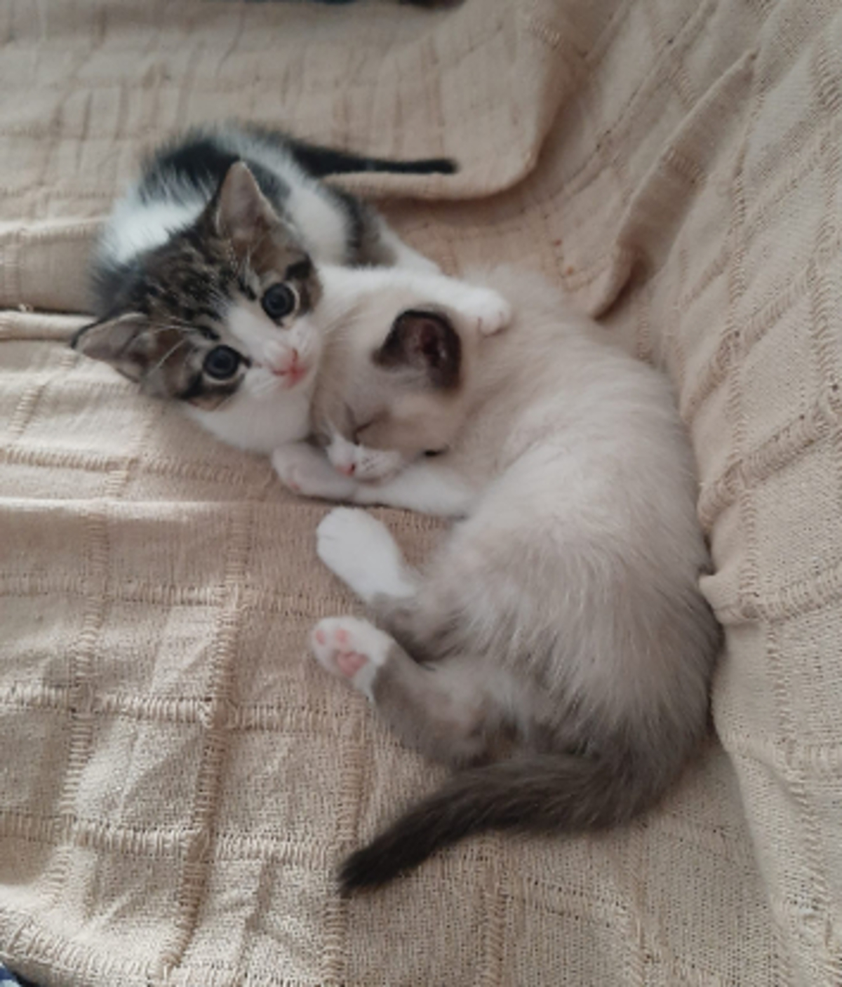 Adoption Oscar