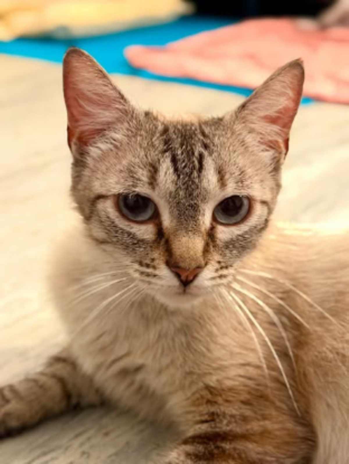 Adoption Oshka