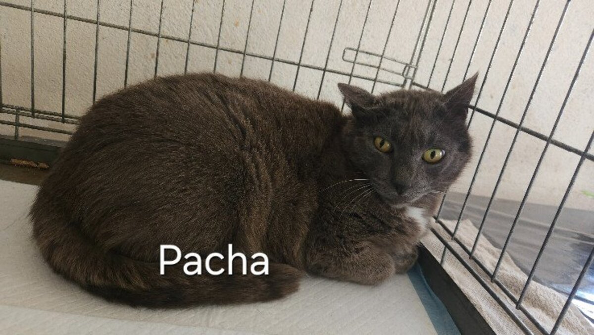 Adoption Pacha