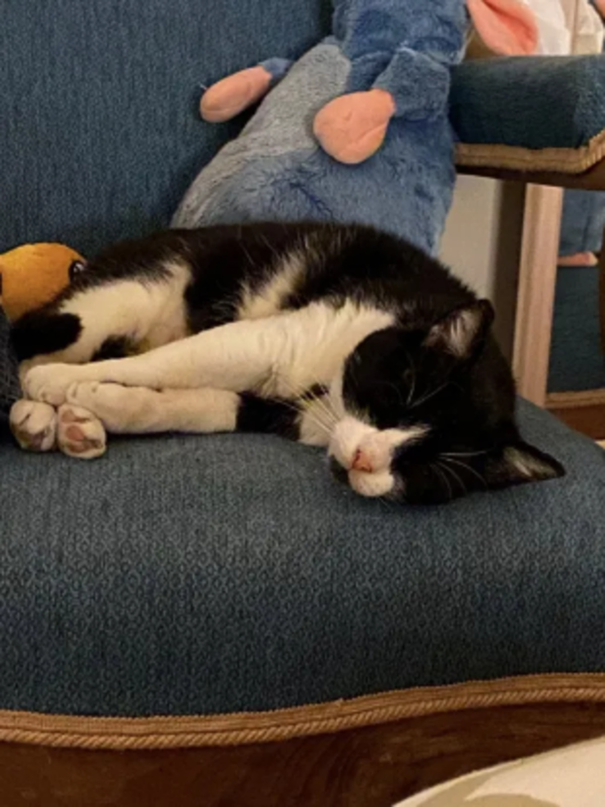 Adoption Paddington