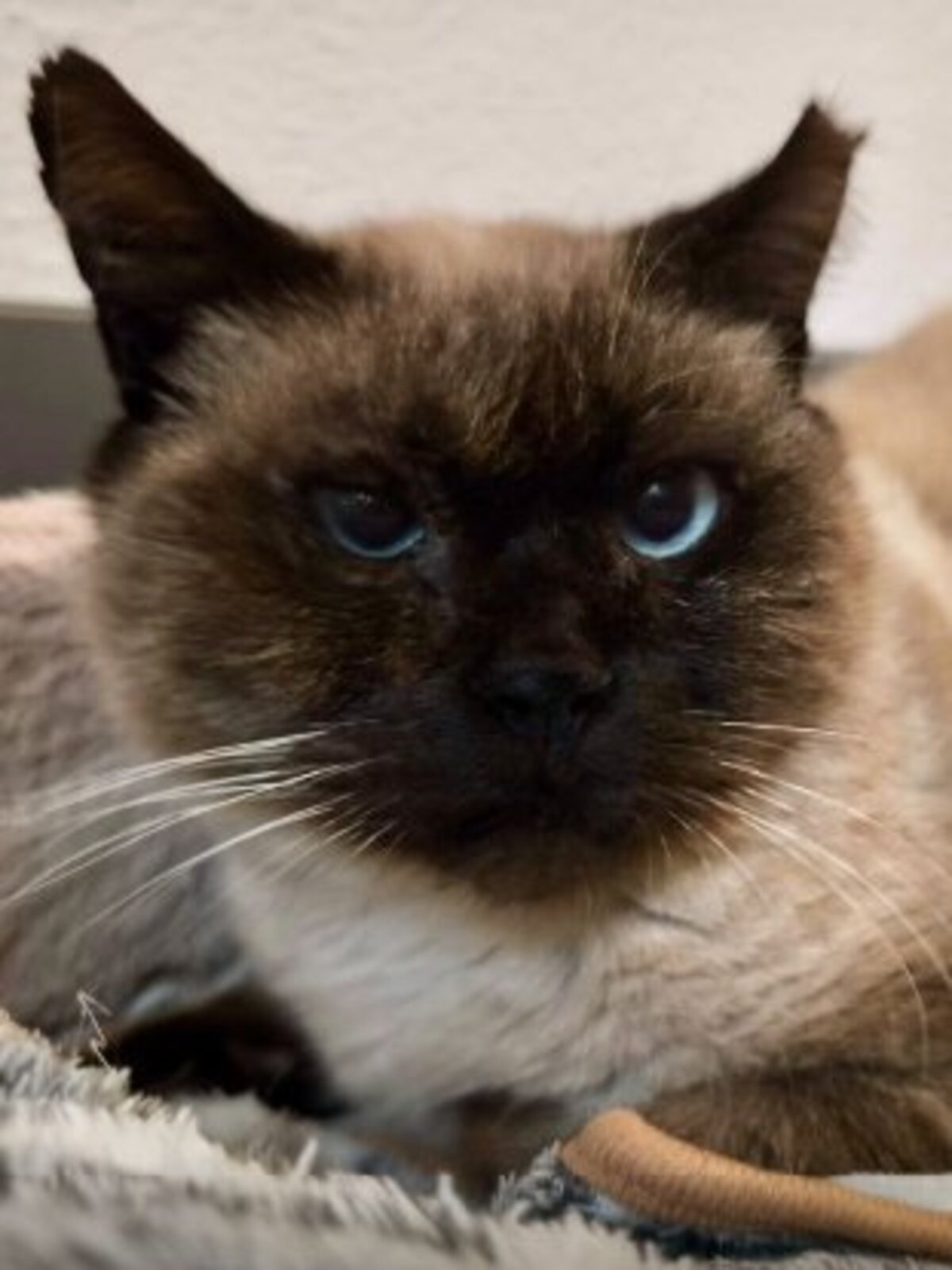 Adoption Pancho