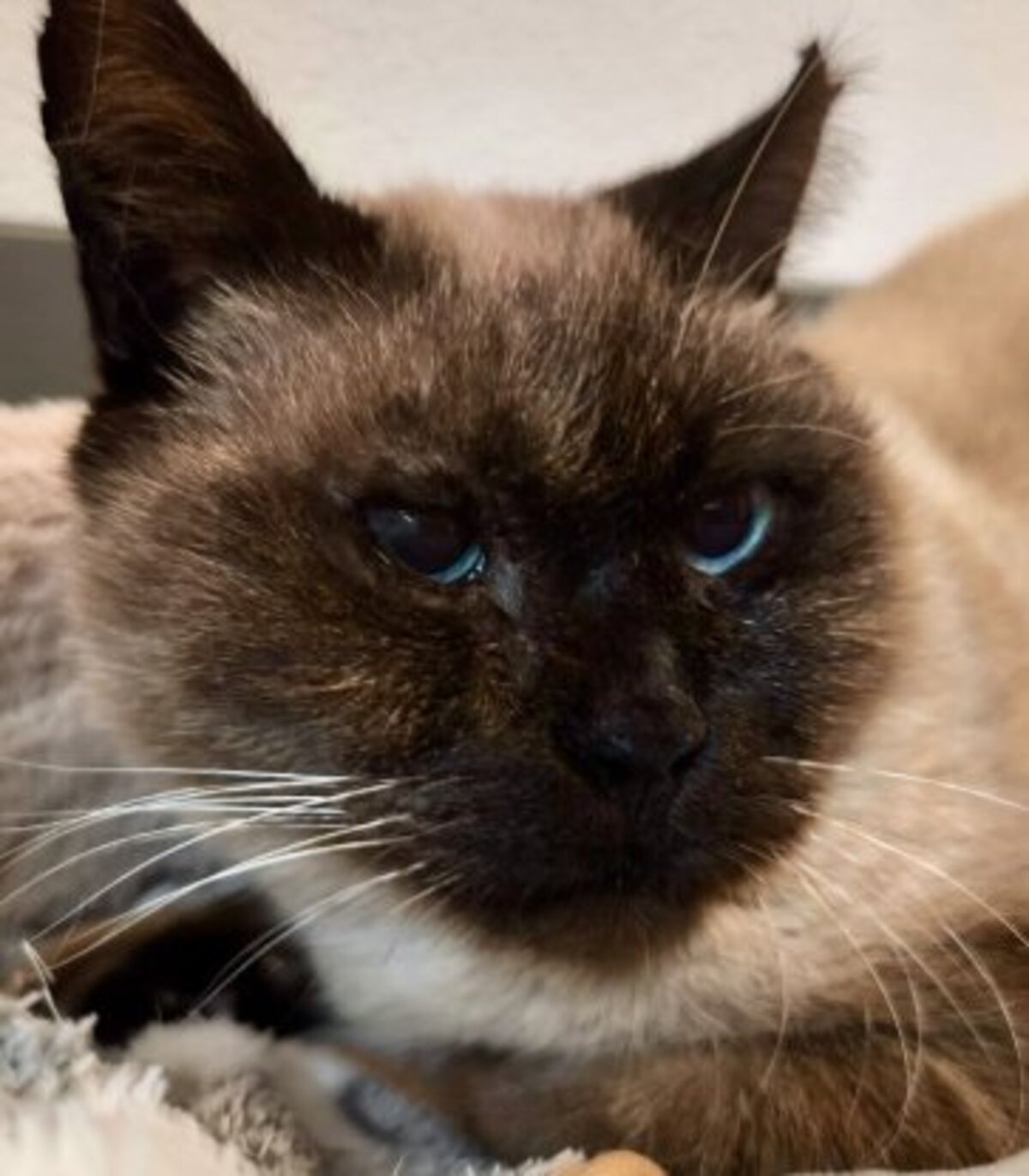 Adoption Pancho