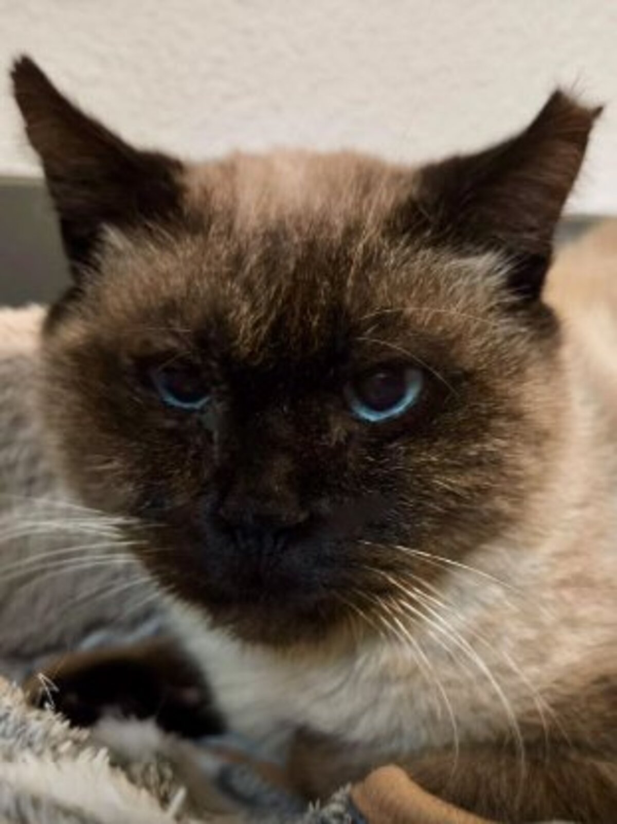 Adoption Pancho