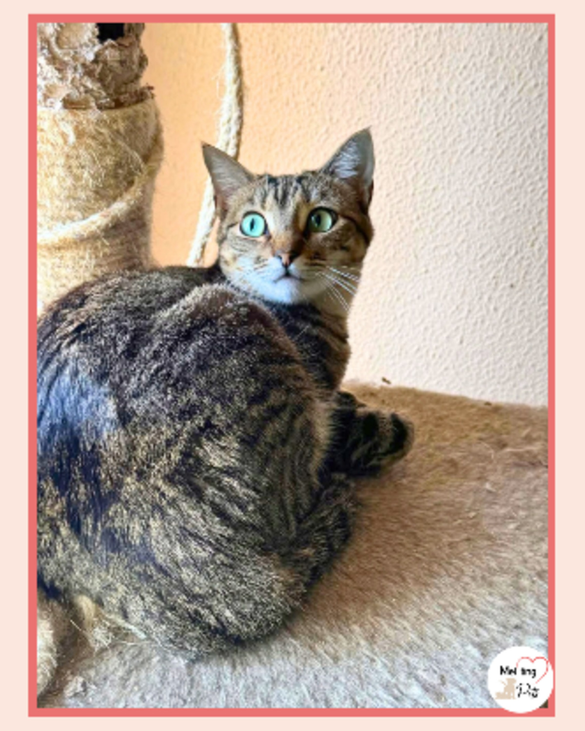 Adoption Pancho & chispa