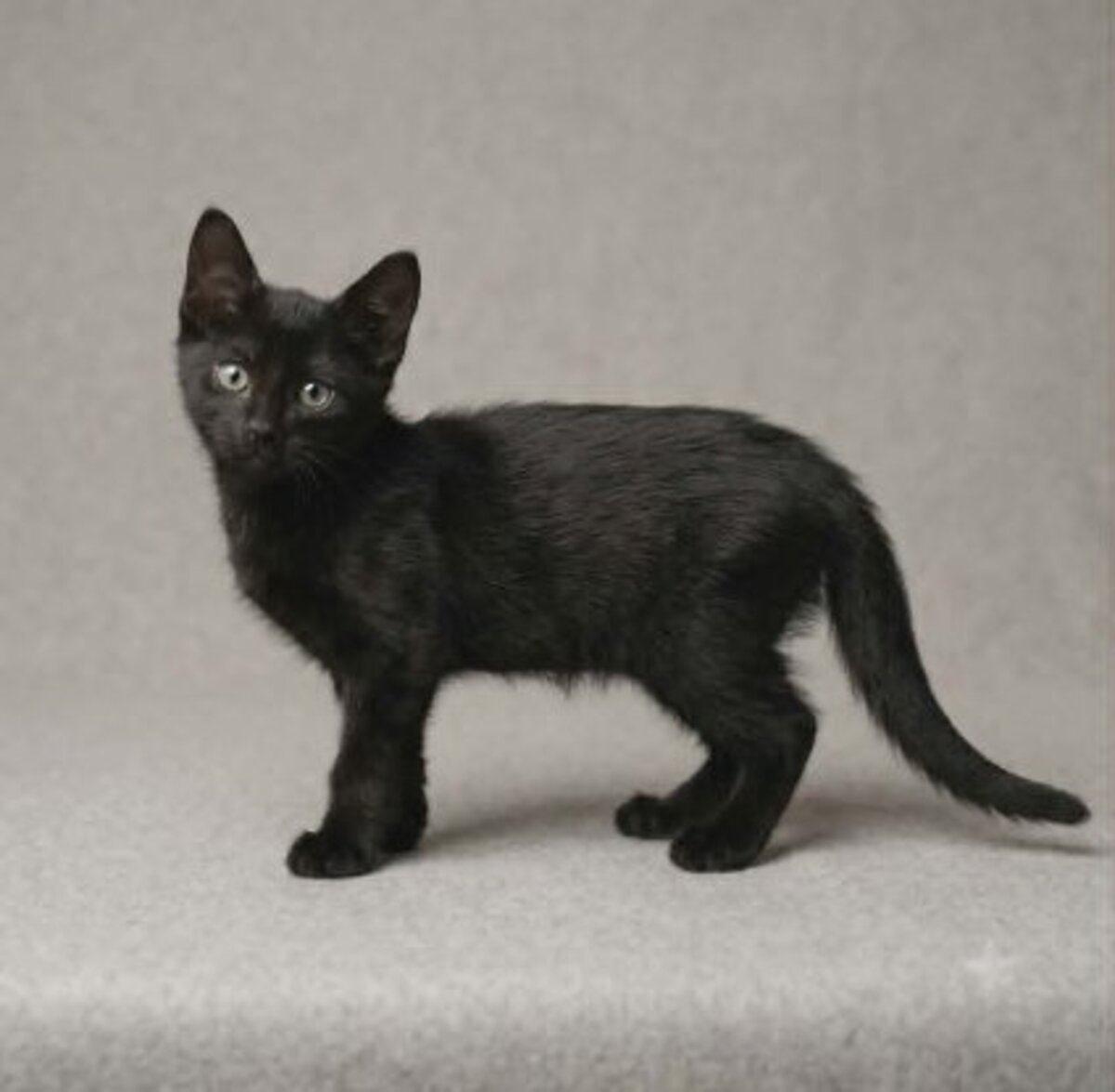 Adoption Pantere