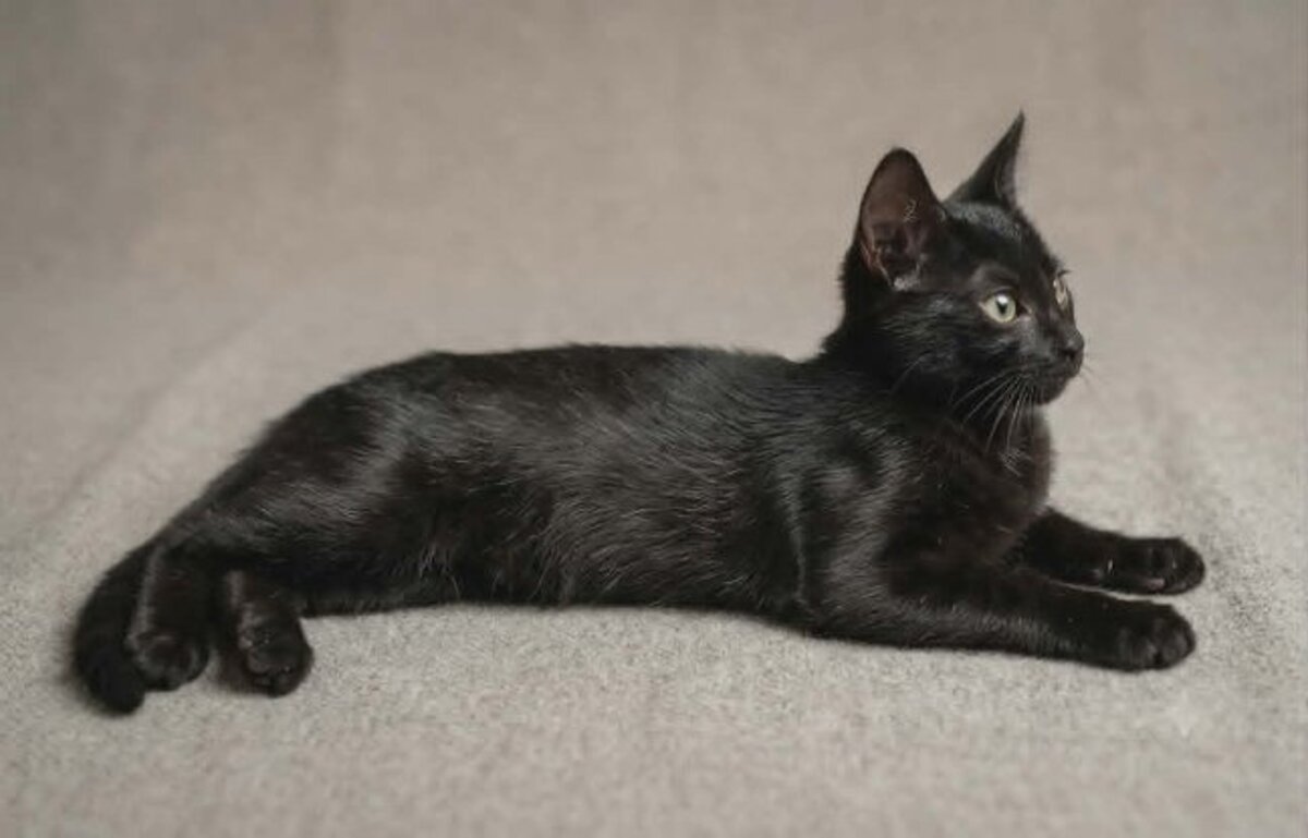 Adoption Pantere