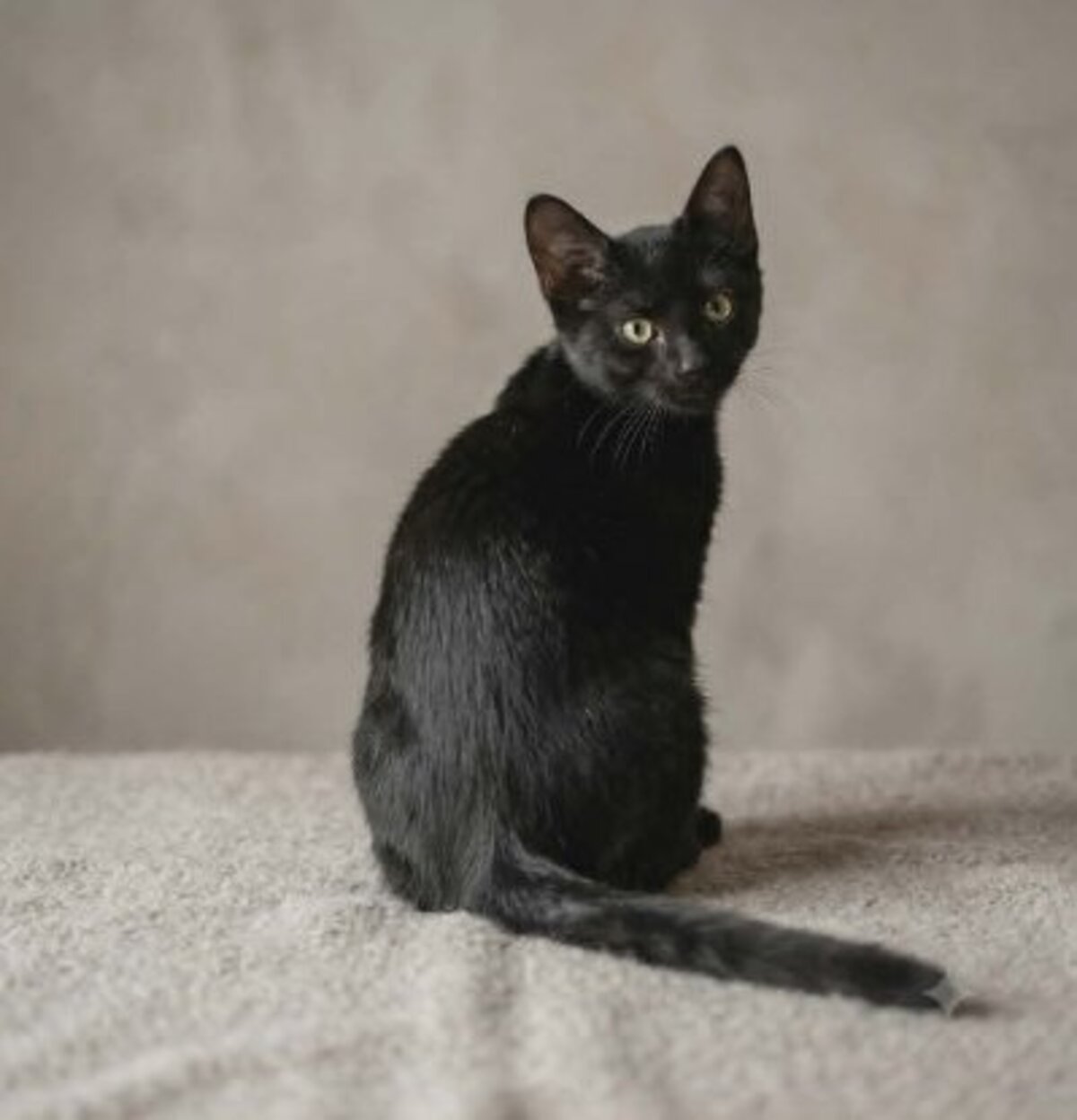 Adoption Pantere