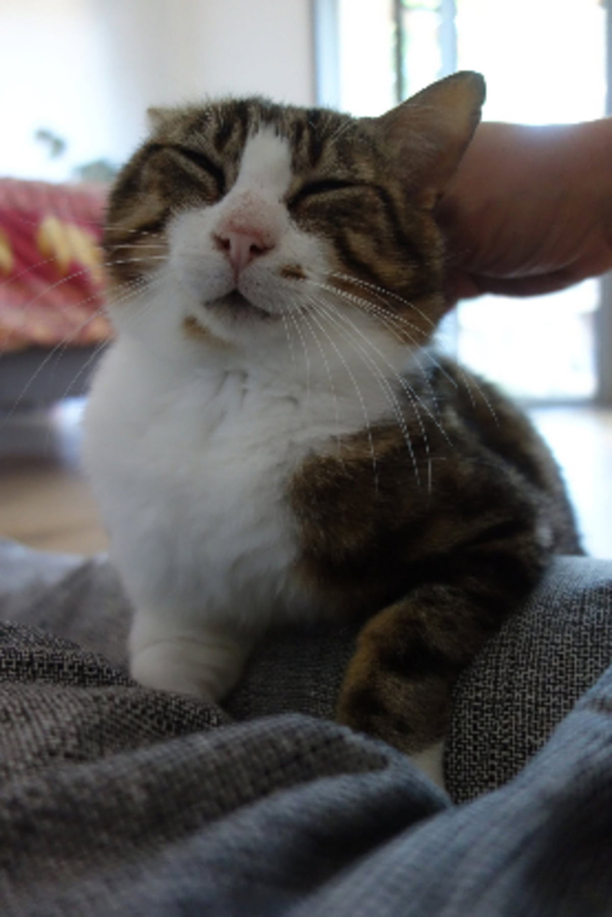 Adoption Pantoufle