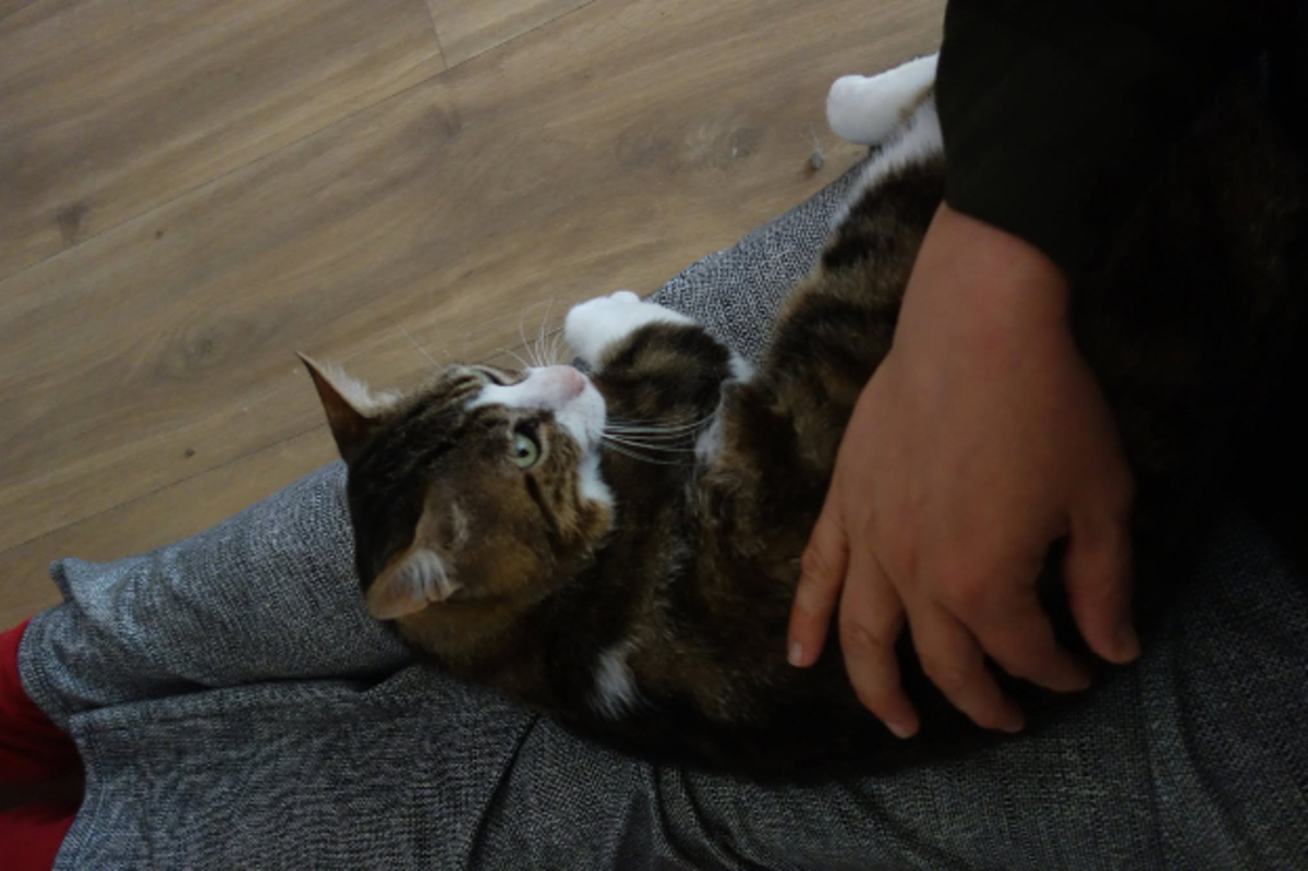 Adoption Pantoufle