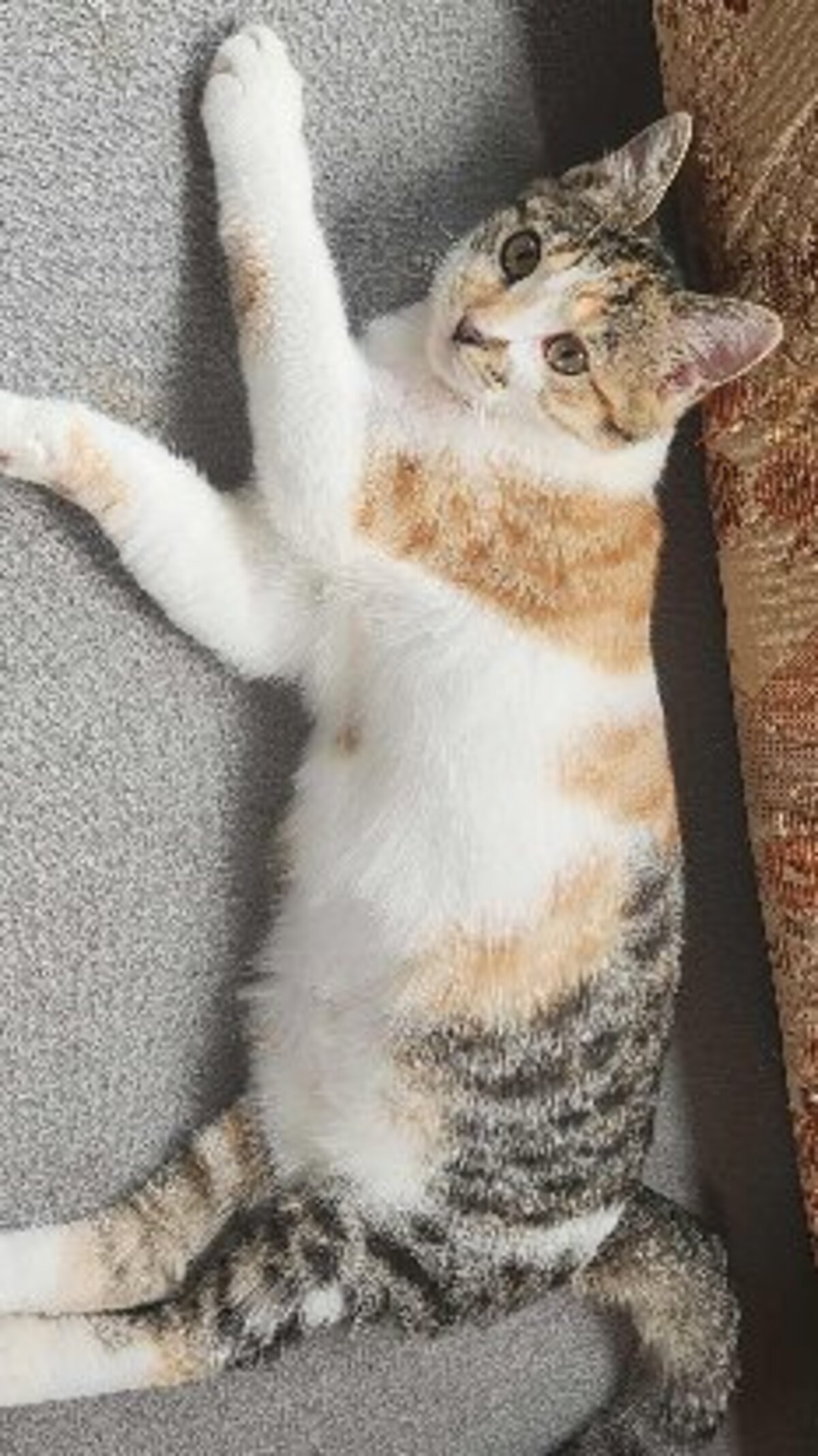 Adoption Panzani