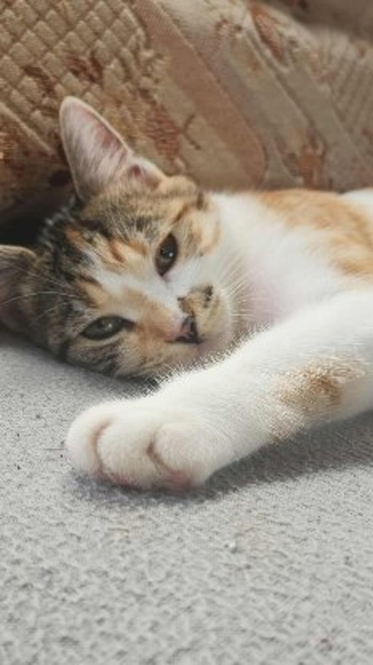 Adoption Panzani