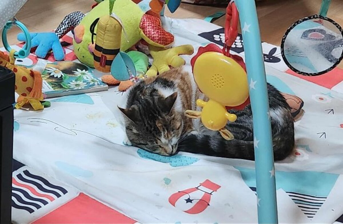 Adoption Panzani