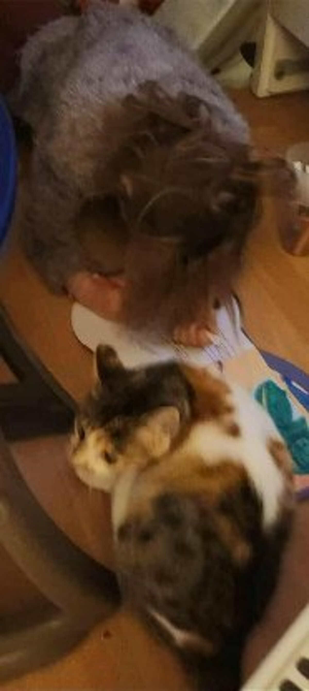 Adoption Panzani