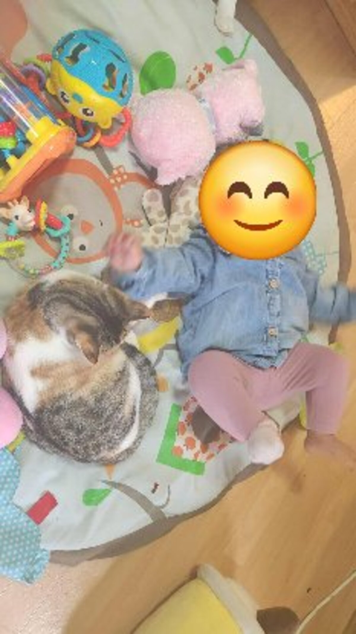 Adoption Panzani