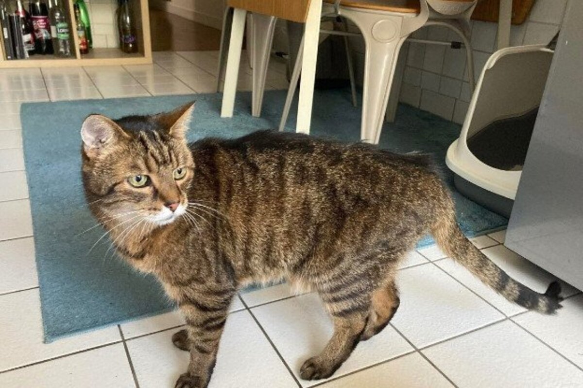 Adoption Papichou