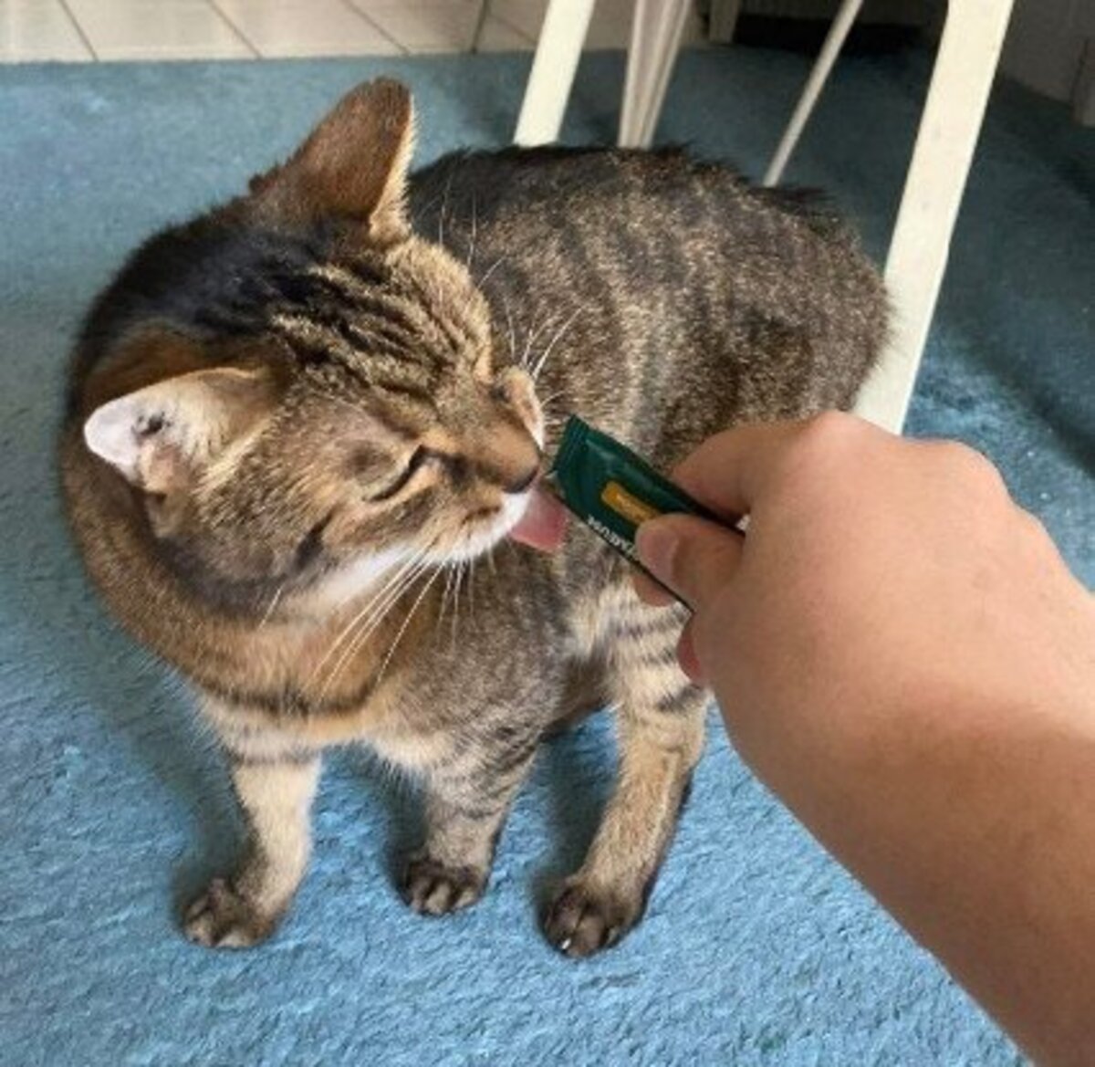 Adoption Papichou