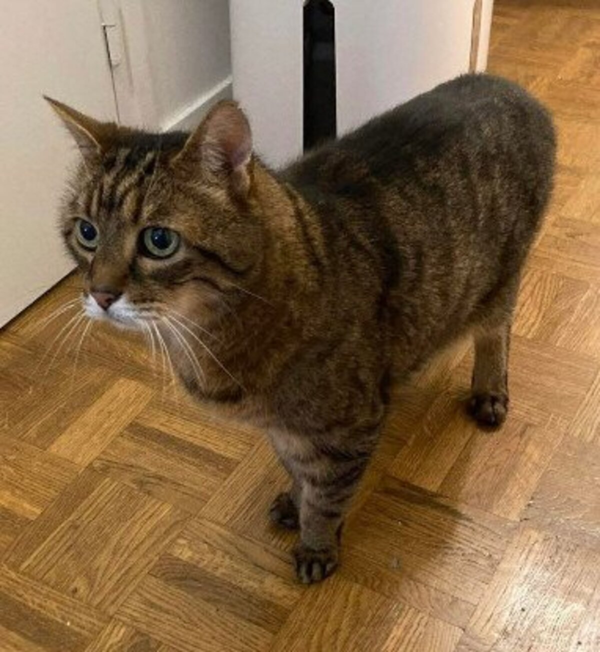 Adoption Papichou