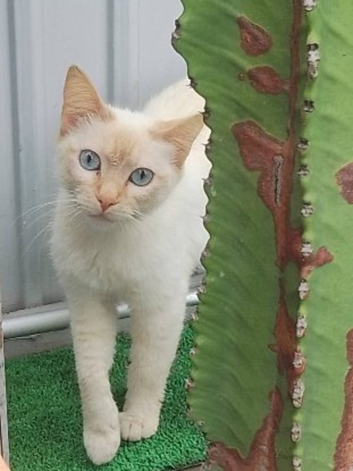 Adoption Paris