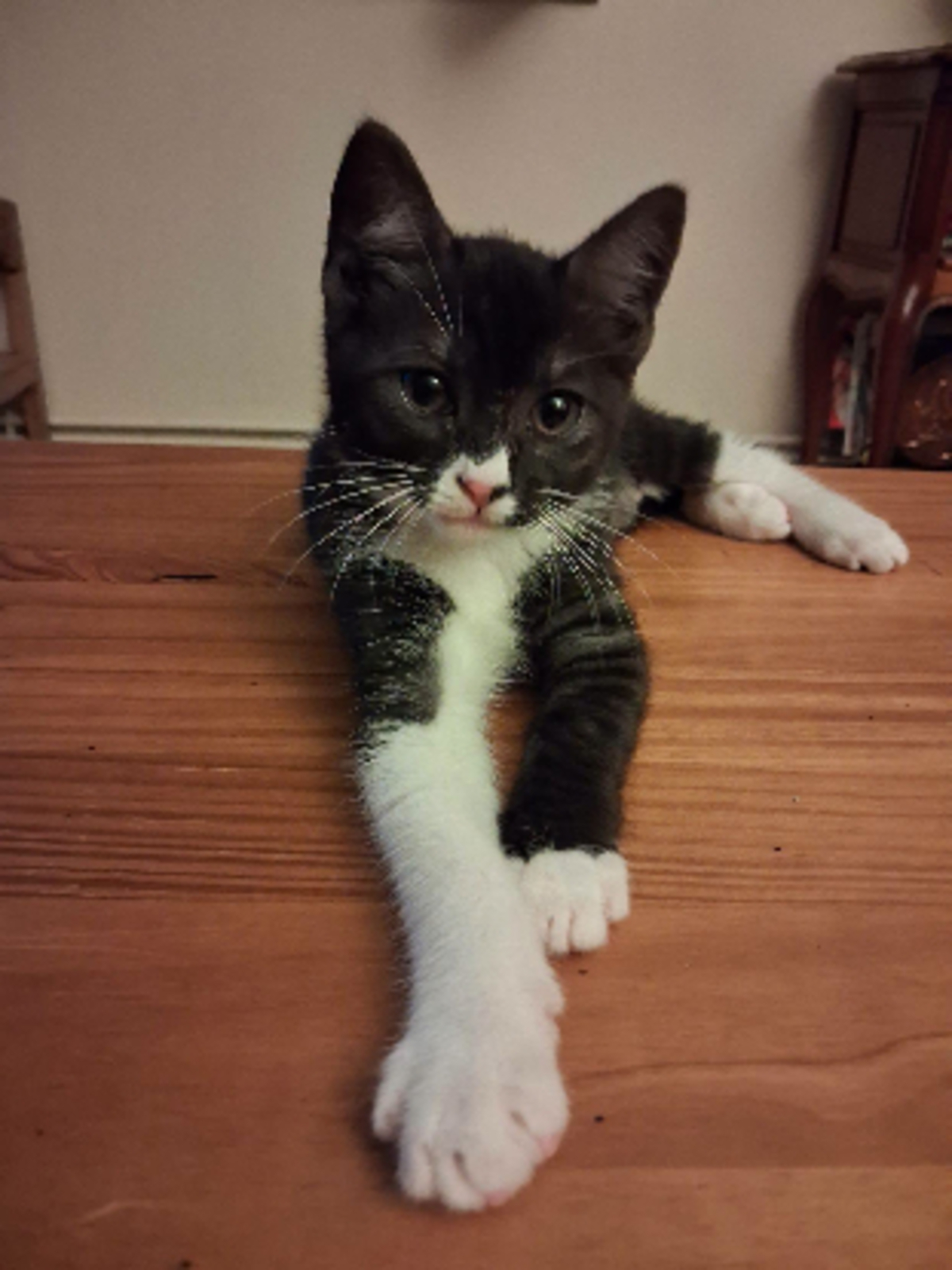 Adoption Patty