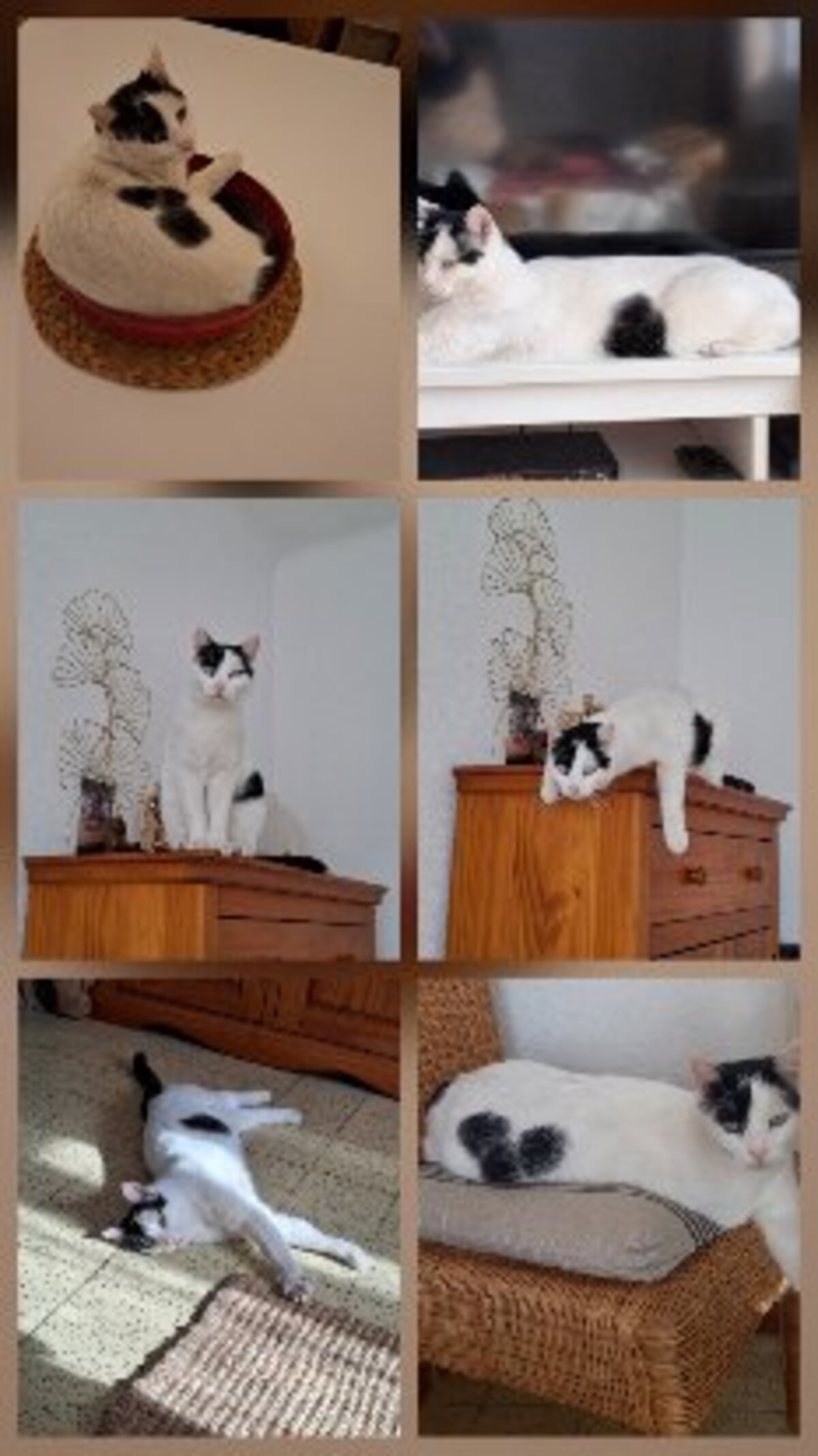 Adoption Peaky