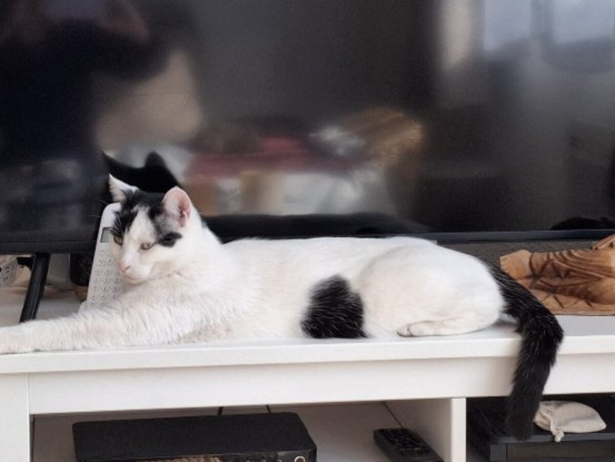 Adoption Peaky
