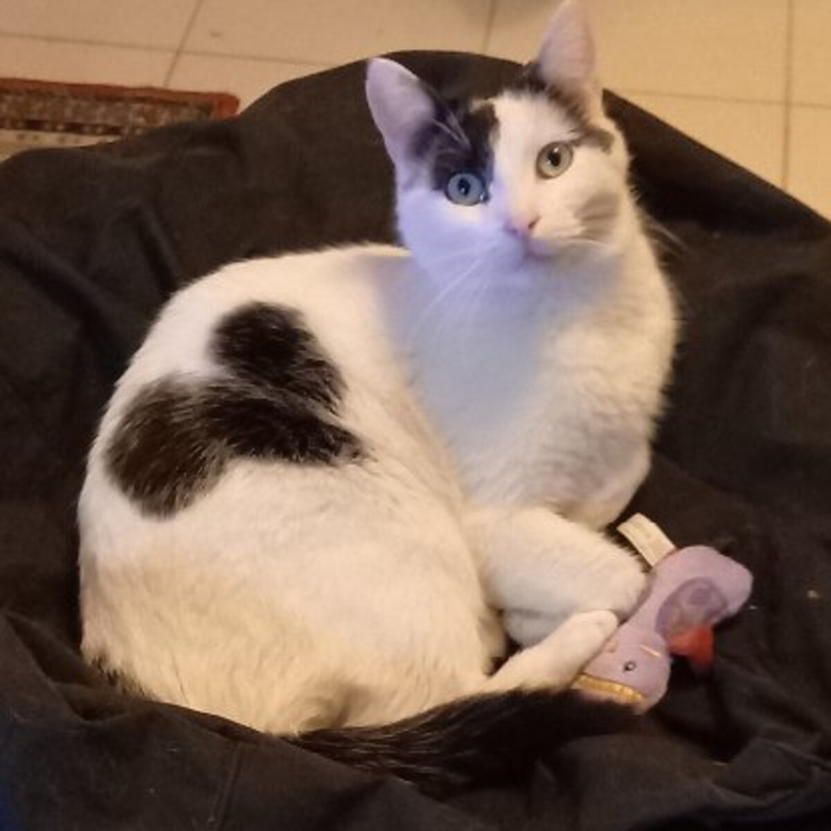 Adoption Peaky