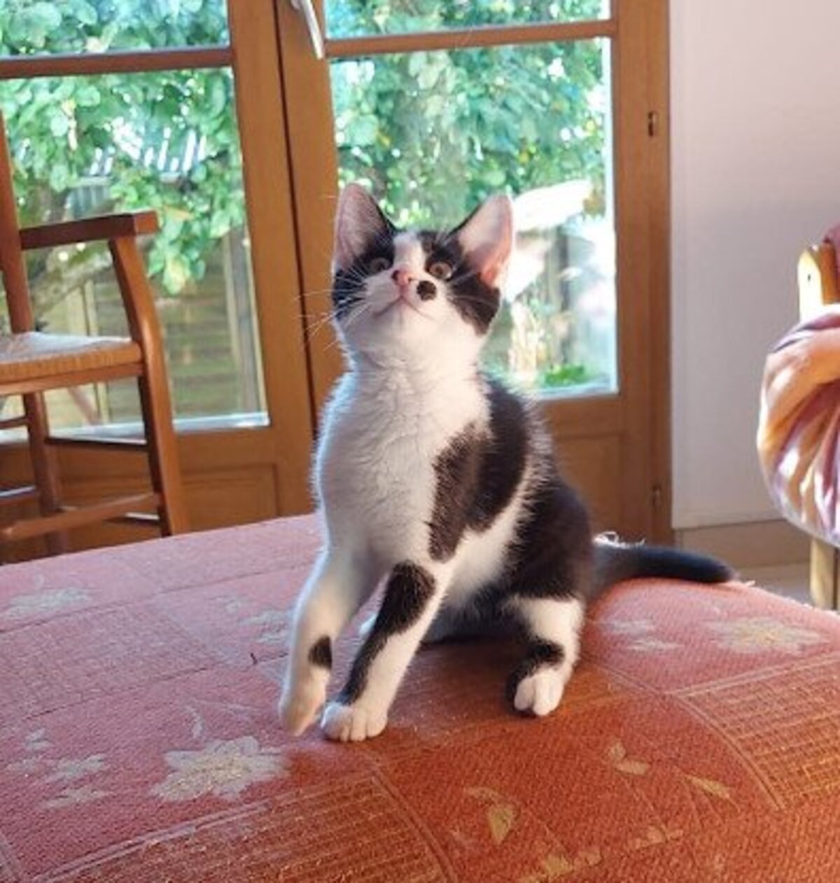 Adoption Peanuts