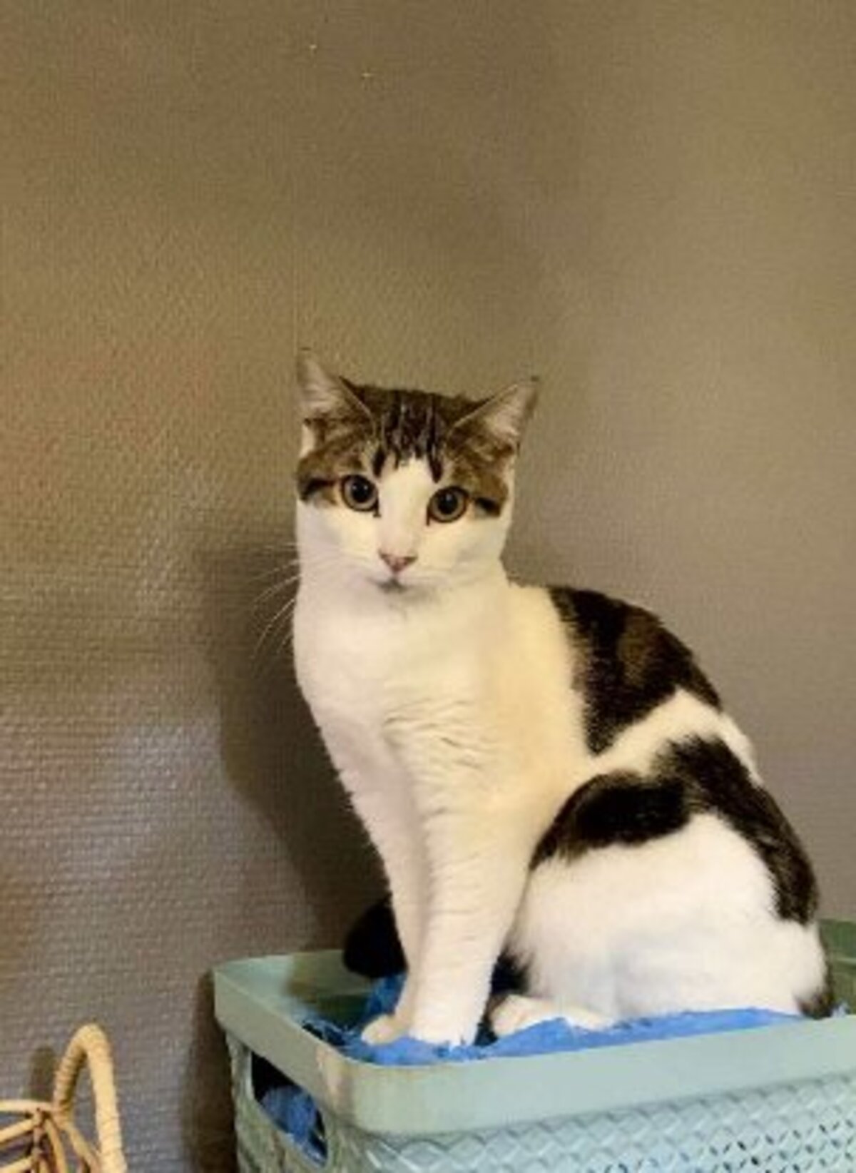 Adoption Pénélope