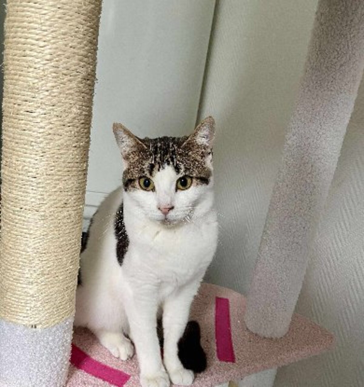 Adoption Pénélope