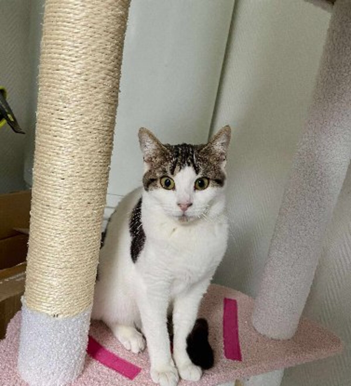 Adoption Pénélope