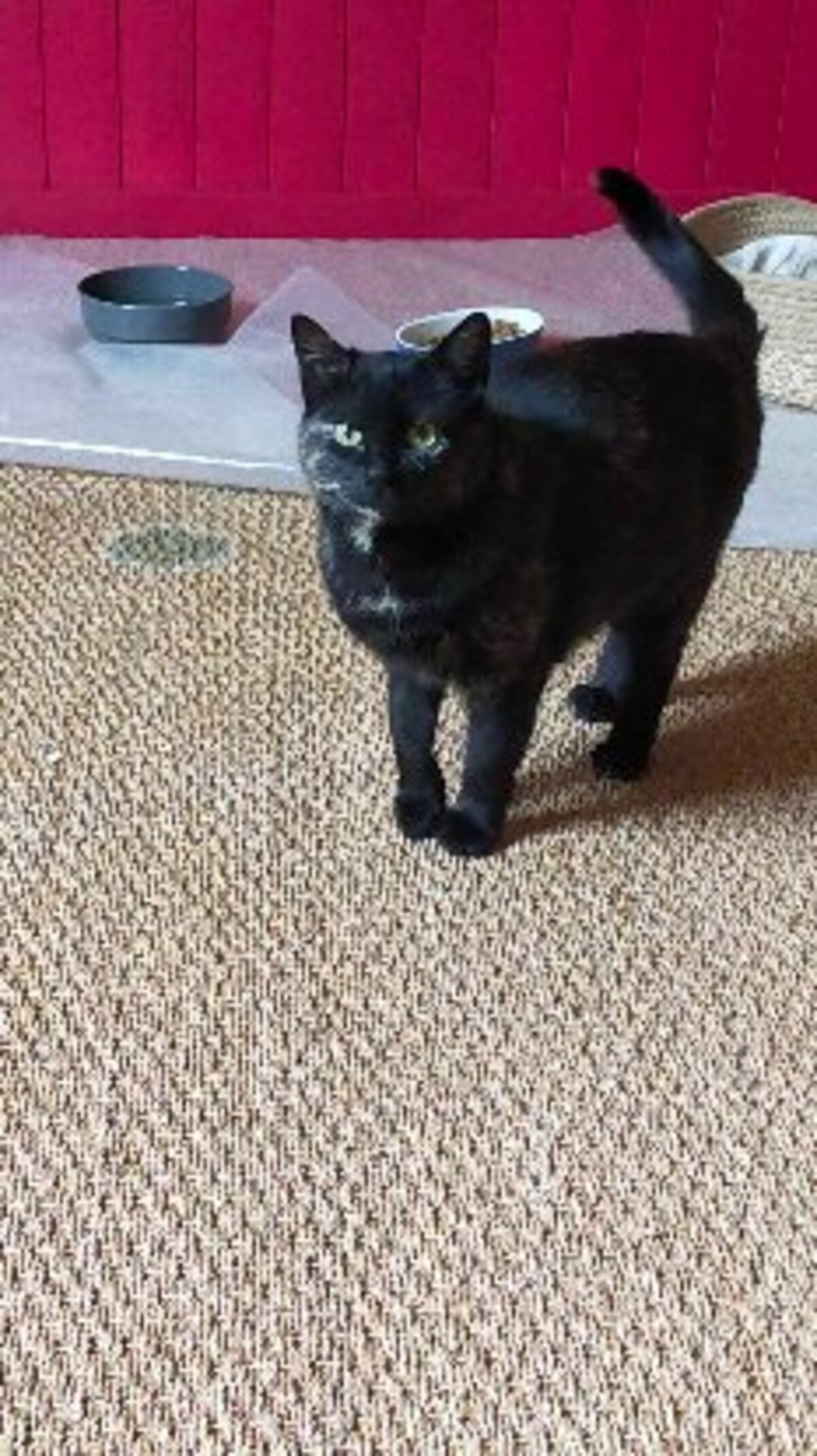 Adoption Penelope